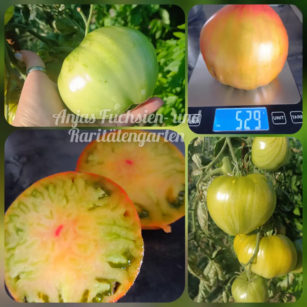 Tomate 'Taiga'