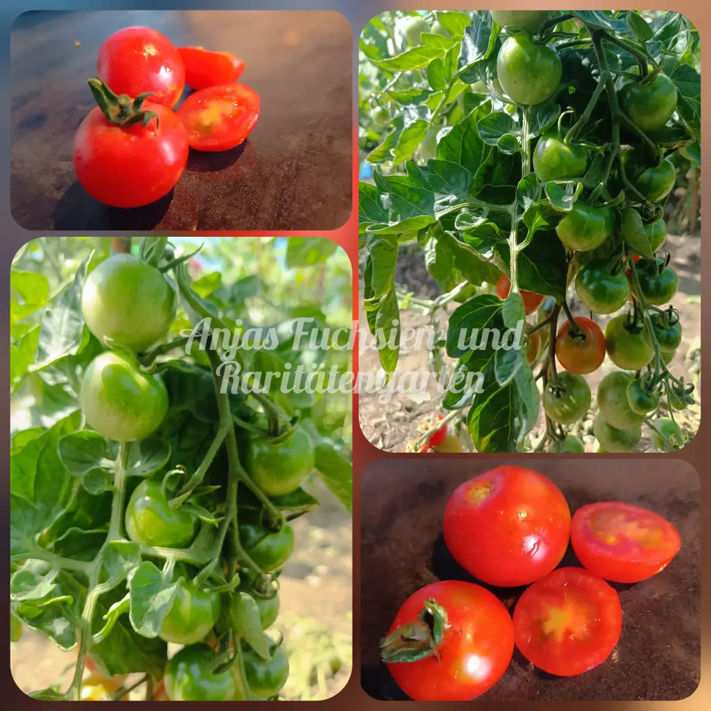 Tomate 'Zuckertraube'