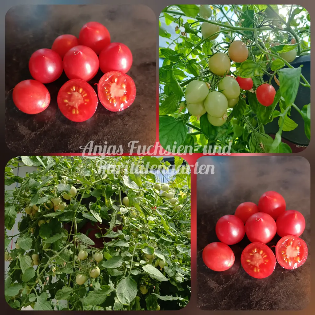 Tomate 'Himbeerrose'