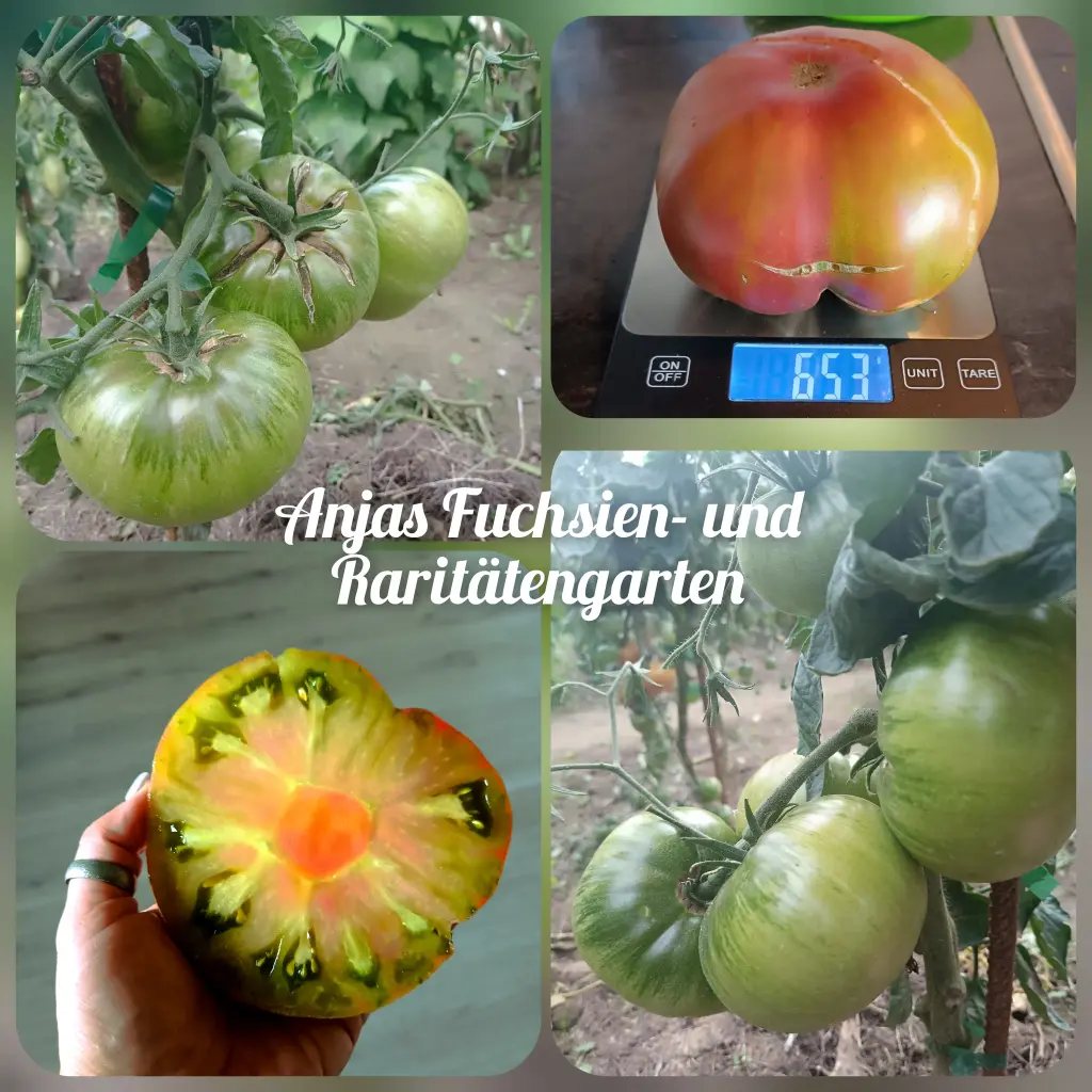 Tomate 'Ananas Noire'