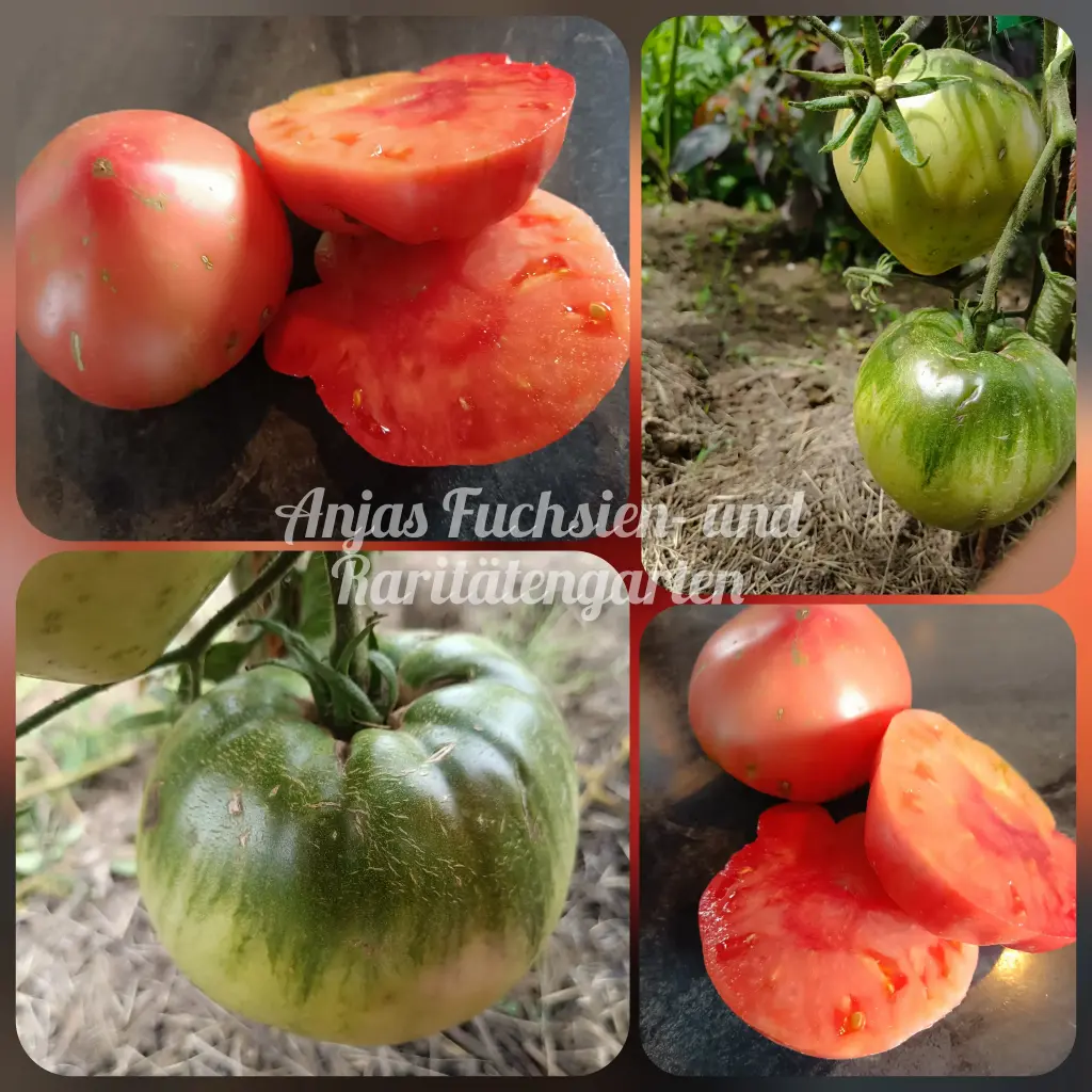 Tomate 'Gregori Altai'