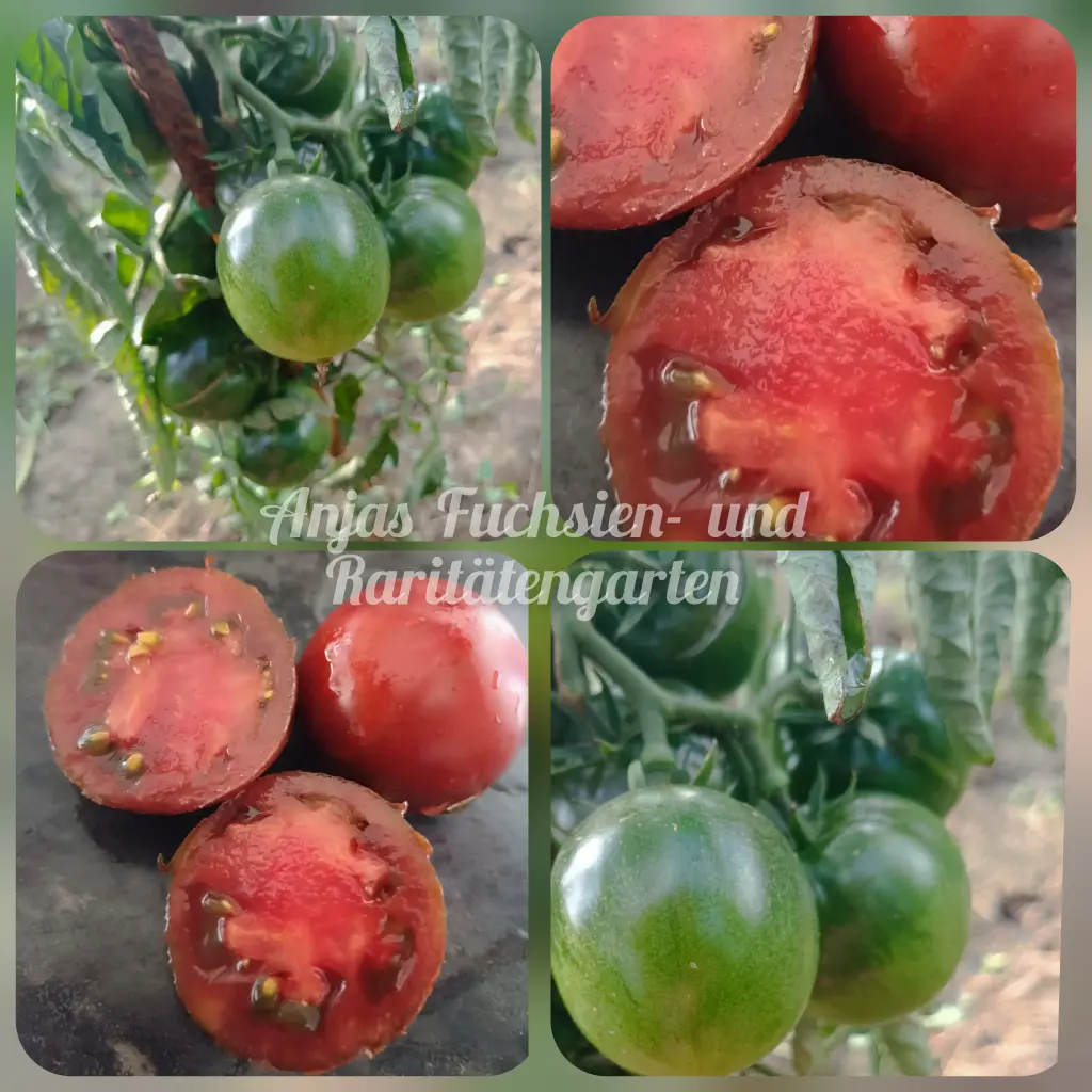 Tomate 'Nefertiti'