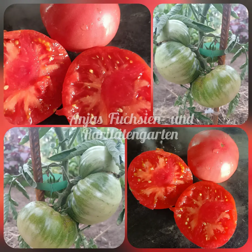 Tomate 'Schlesische Himbeere'