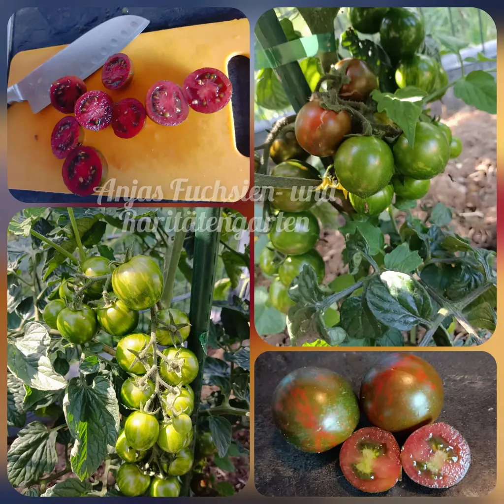 Tomate 'Safari'