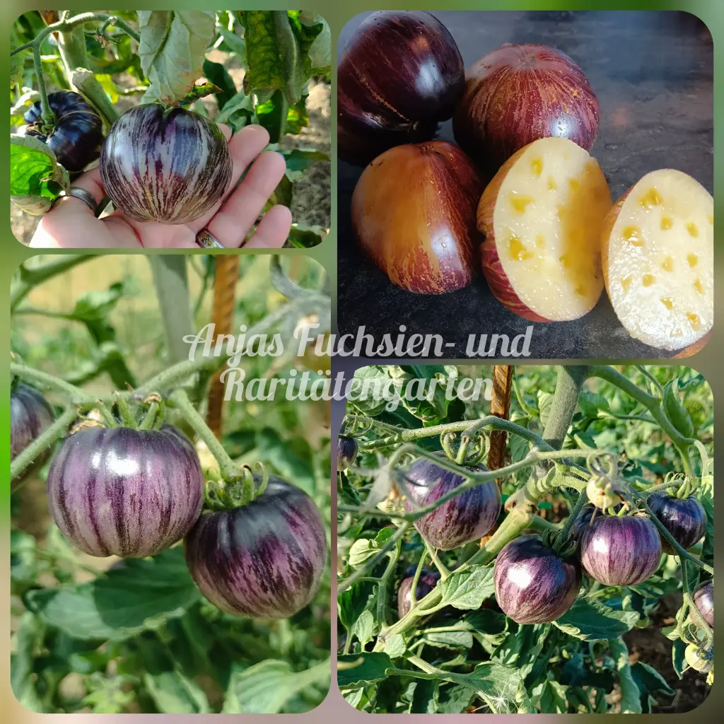 Tomate 'Rebel Starfighter Kayleigh Anne | Anjas Fuchsien- und ...