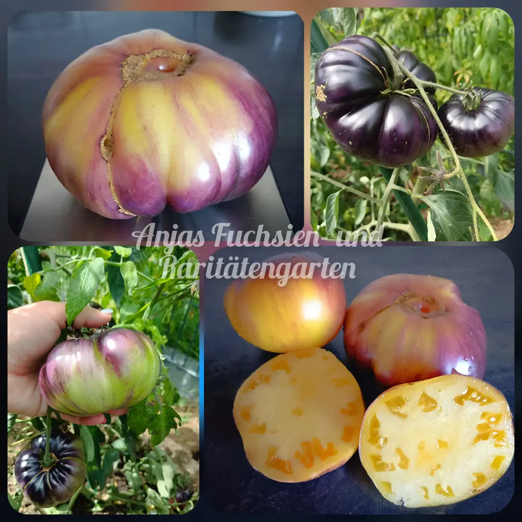 Tomate 'Sart Roloise'