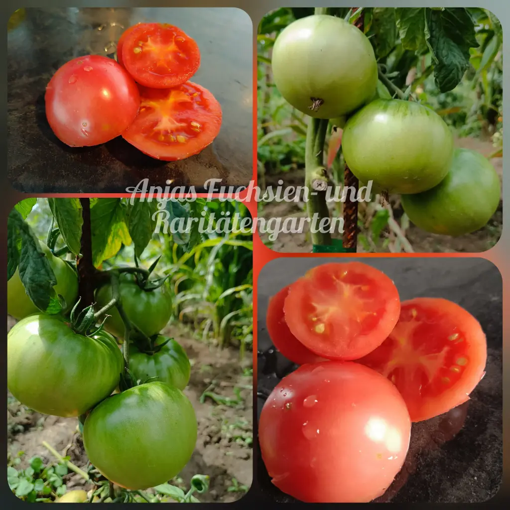 Tomate 'Berner Rose'