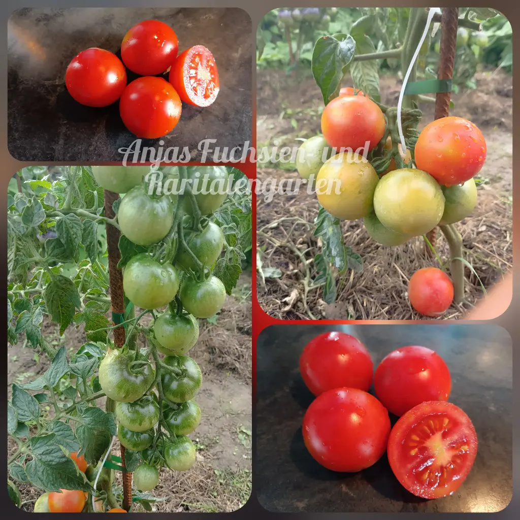 Tomate 'Rheinlands Ruhm'