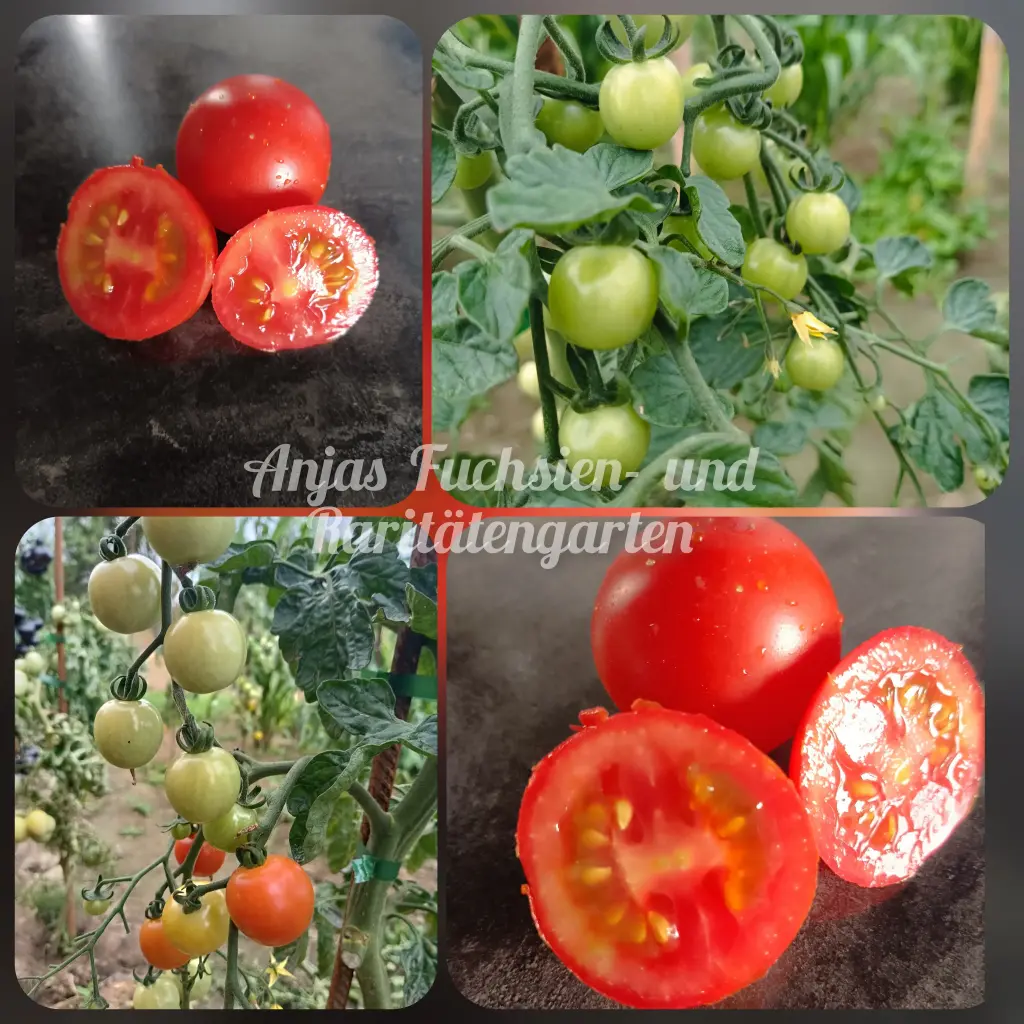 Tomate 'Veni Vidi Vici'