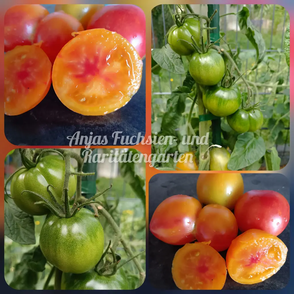 Tomate 'Little Lucky Heart'