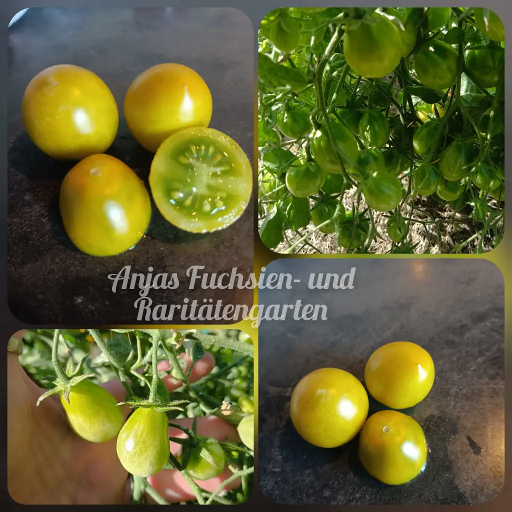 Tomate 'Amber Keyes'