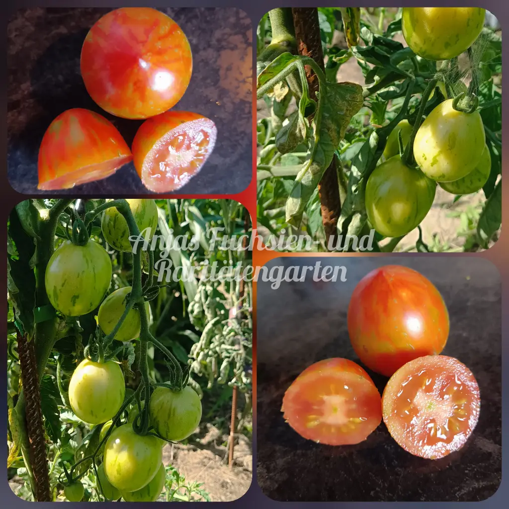 Tomate 'Sweet Striped Plum'