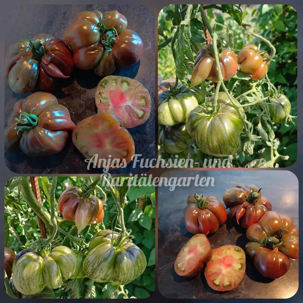 Tomate 'Rebel Starfighter Blane's Moonlight'