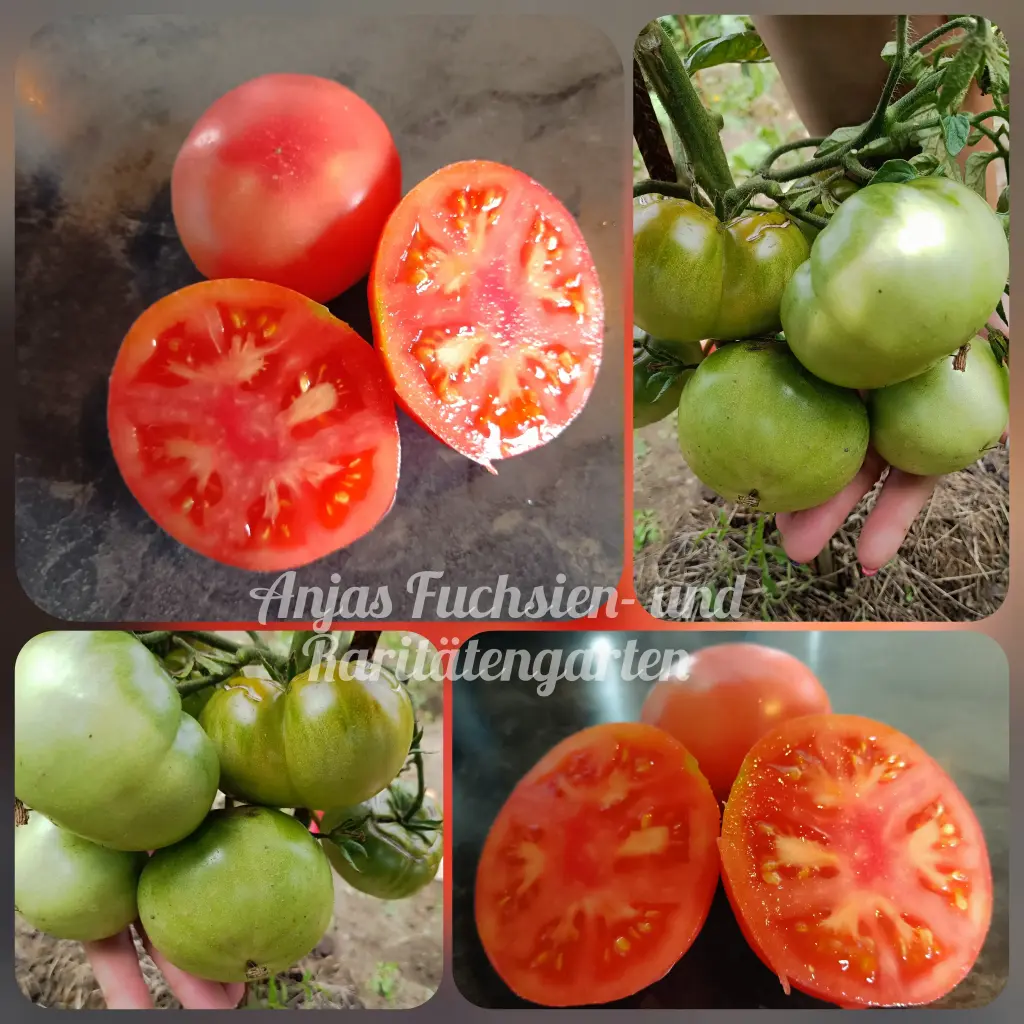 Tomate 'Taps'