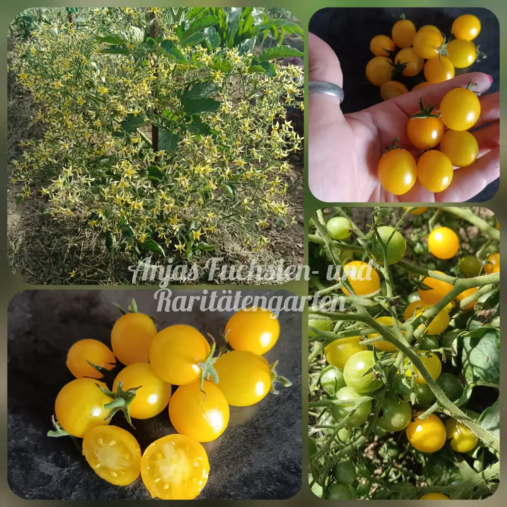 Tomate 'Kathis orange Traube'