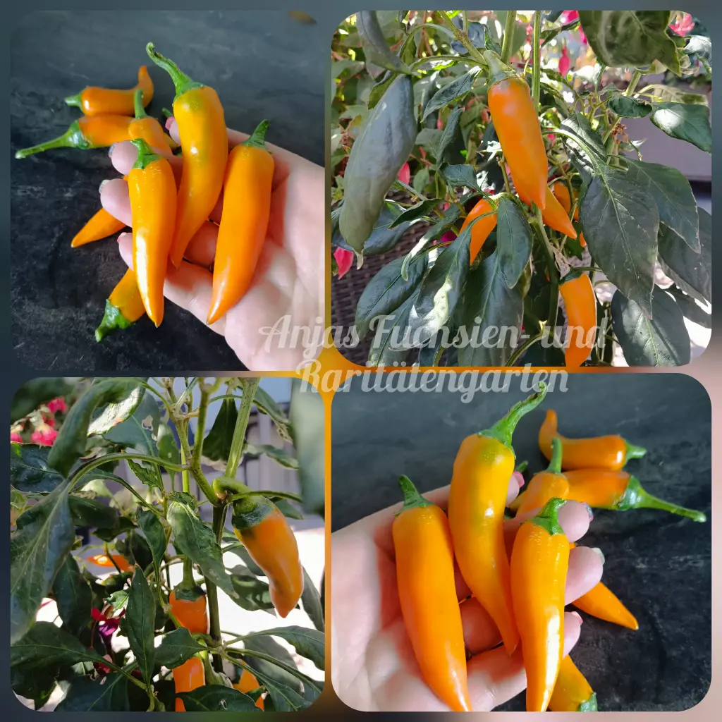 Chili 'Bulgarian Carrot'