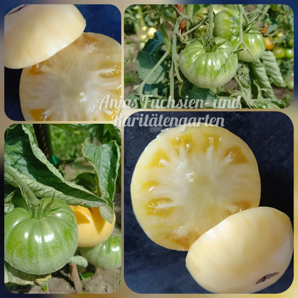 Tomate 'Snezhno Belyi' (Снежно Белый)