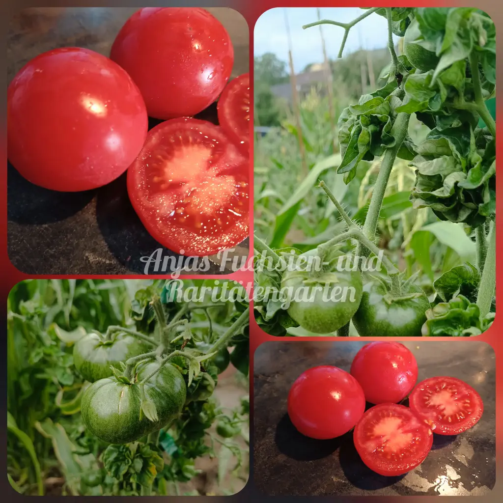 Tomate 'Stick Red' | Anjas Fuchsien- und Raritätengarten