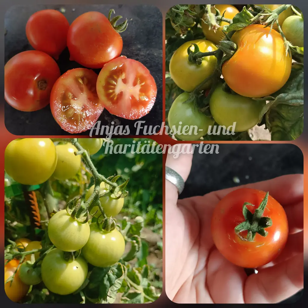 Tomate 'Alaska'
