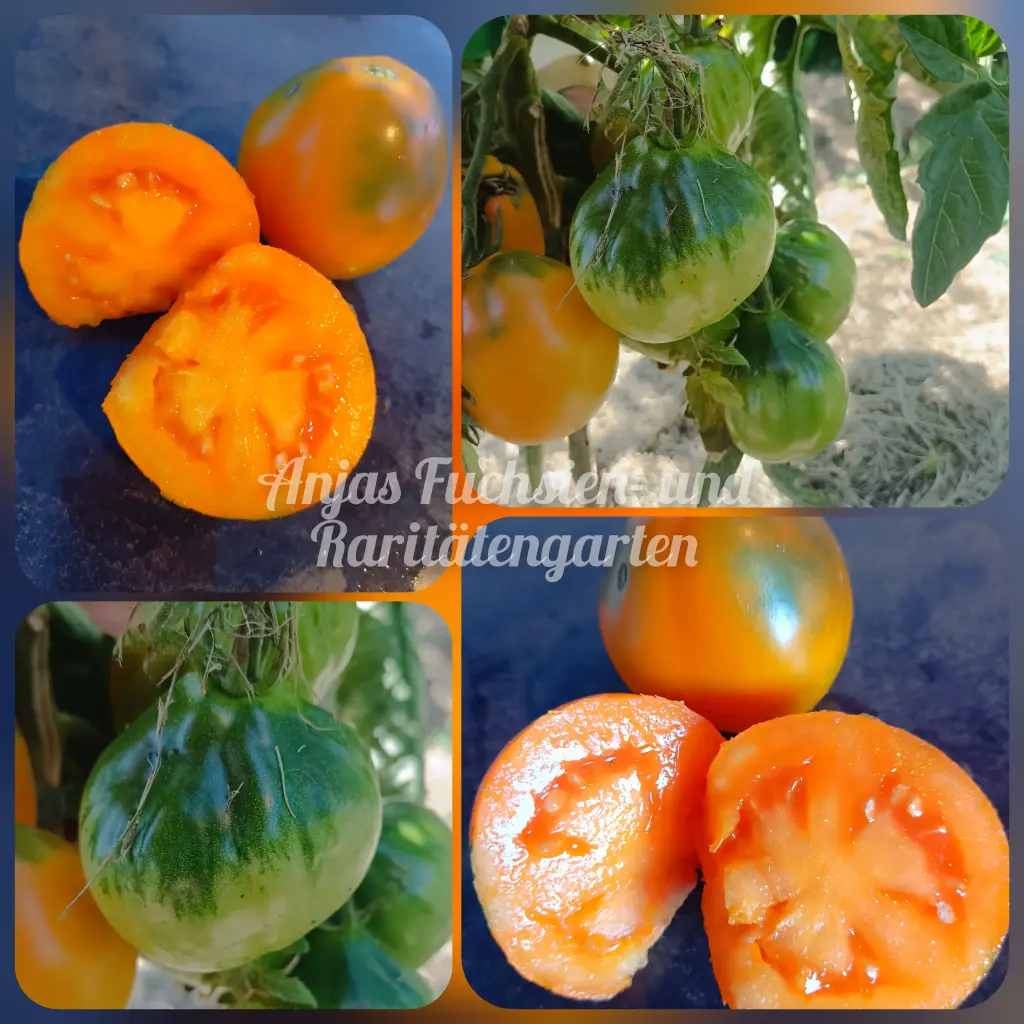 Tomate 'Japonski Trufel'