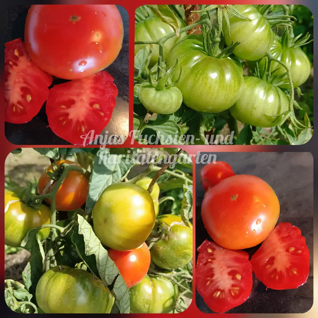 Tomate 'Vierländer Platte'