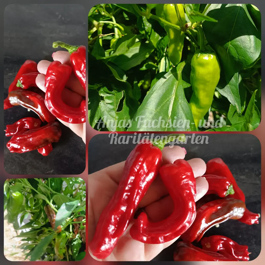 Chili 'Golden Creek'