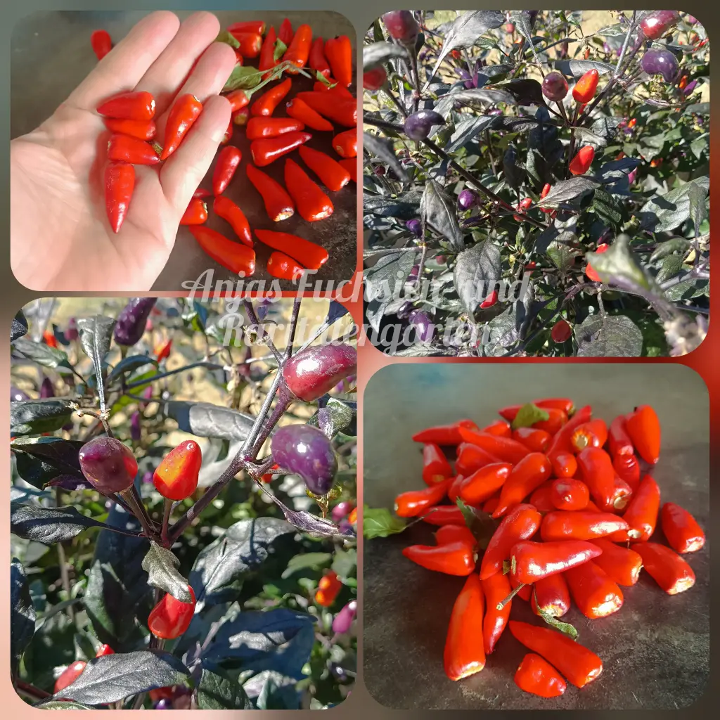 Chili 'Dream Catcher Tall'