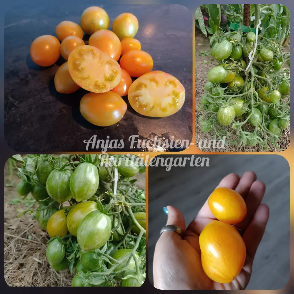 Tomate 'Lucfichoise'