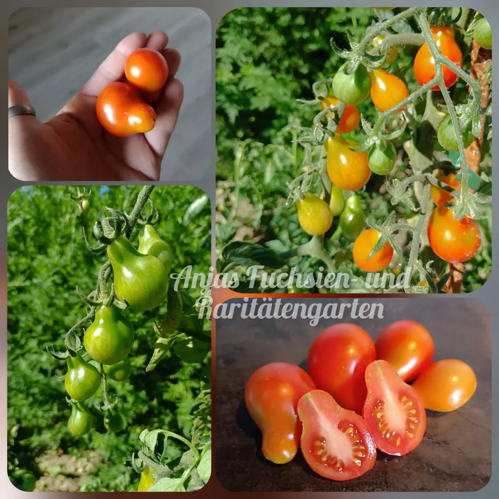 Tomate 'Sibirisches Birnchen'