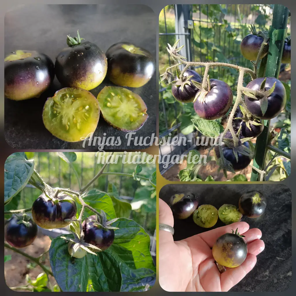 Tomate 'Märchenwald'