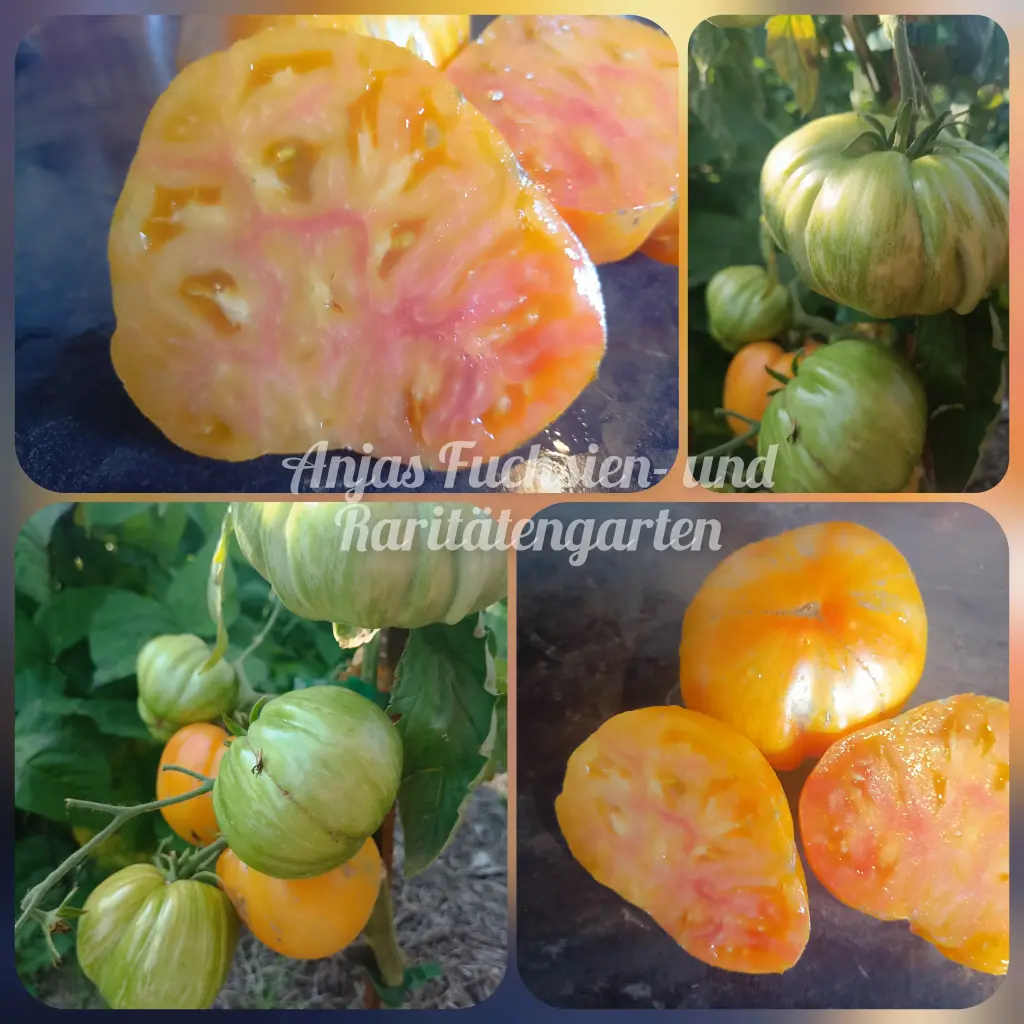 Tomate 'Sunrise Jazz Heart'