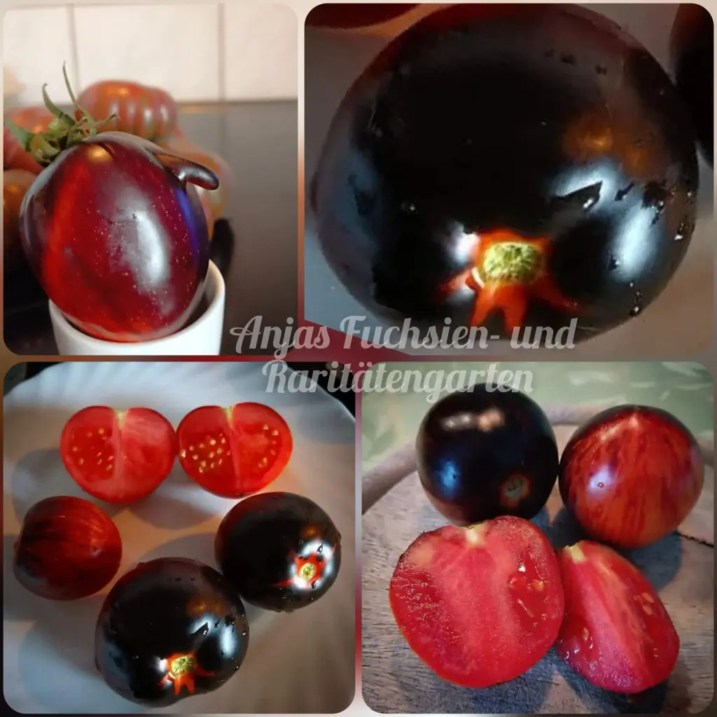 Tomate 'Gargamel'