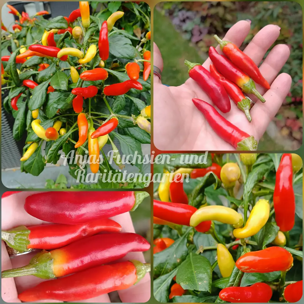 Chili 'White Thai'
