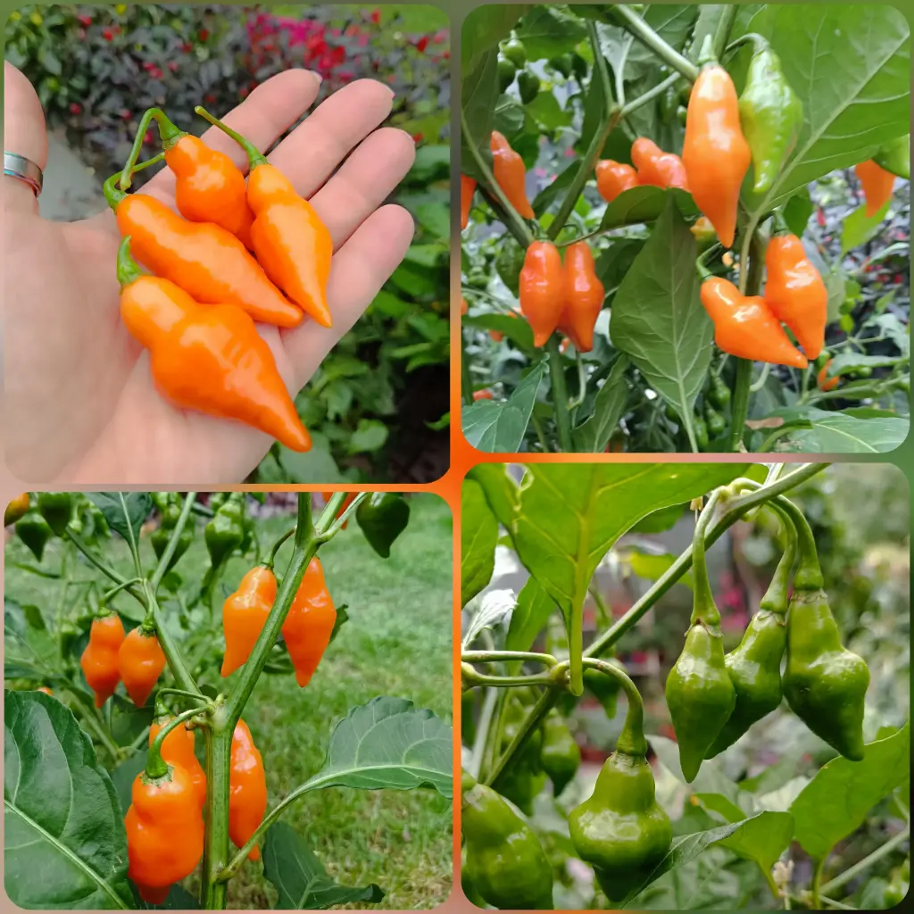 Chili 'Orange Laterne' 