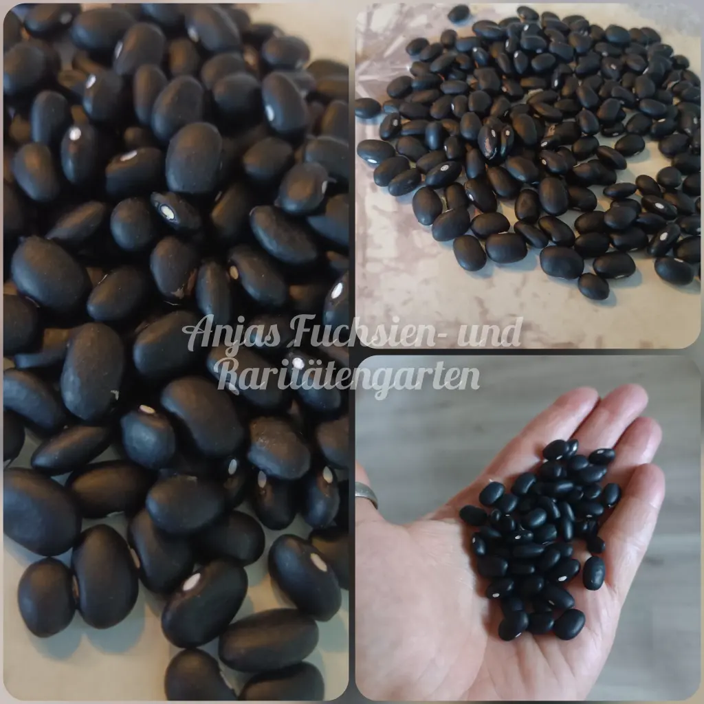 Buschbohne 'Black Turtle'