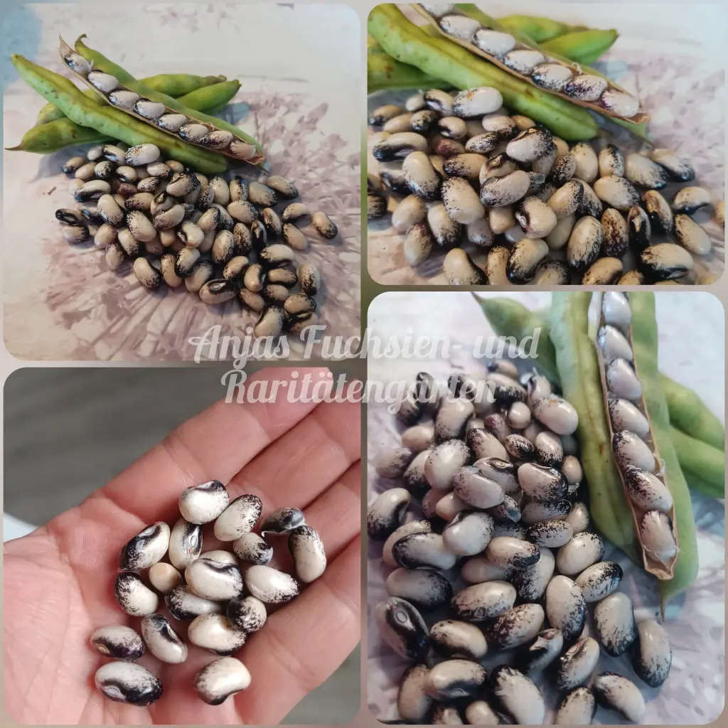 Reiserbohne 'Black Nightfall'
