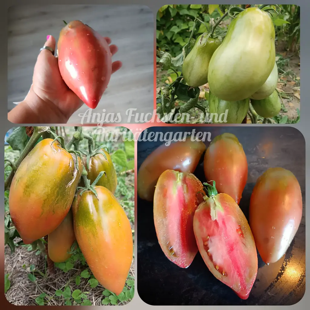 Tomate 'Wessels Purple Pride'