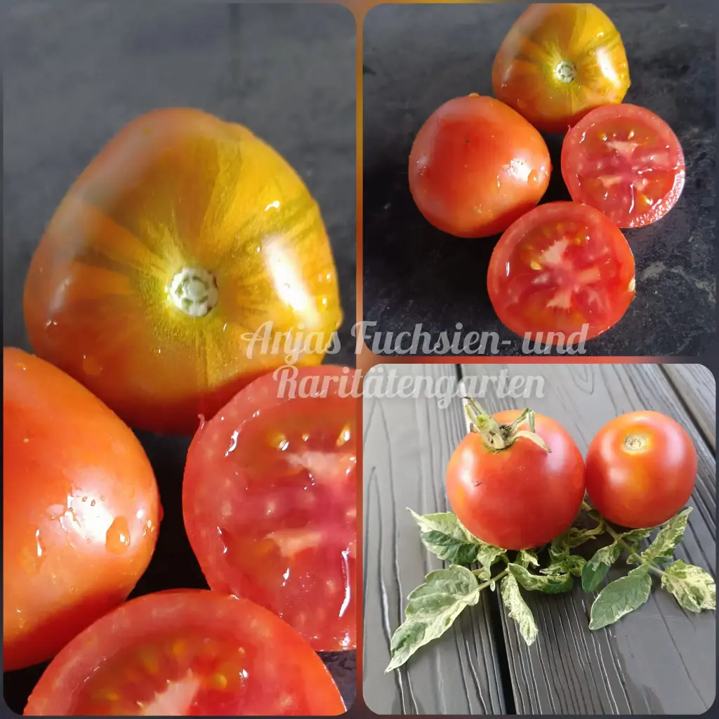 Tomate 'Deans Haleys Rainbow' (Variante)