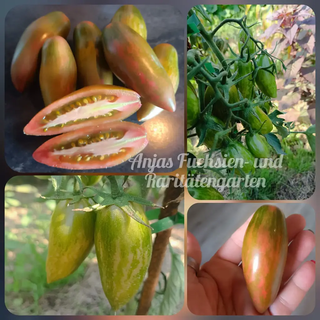 Tomate 'Purple Smaragd'