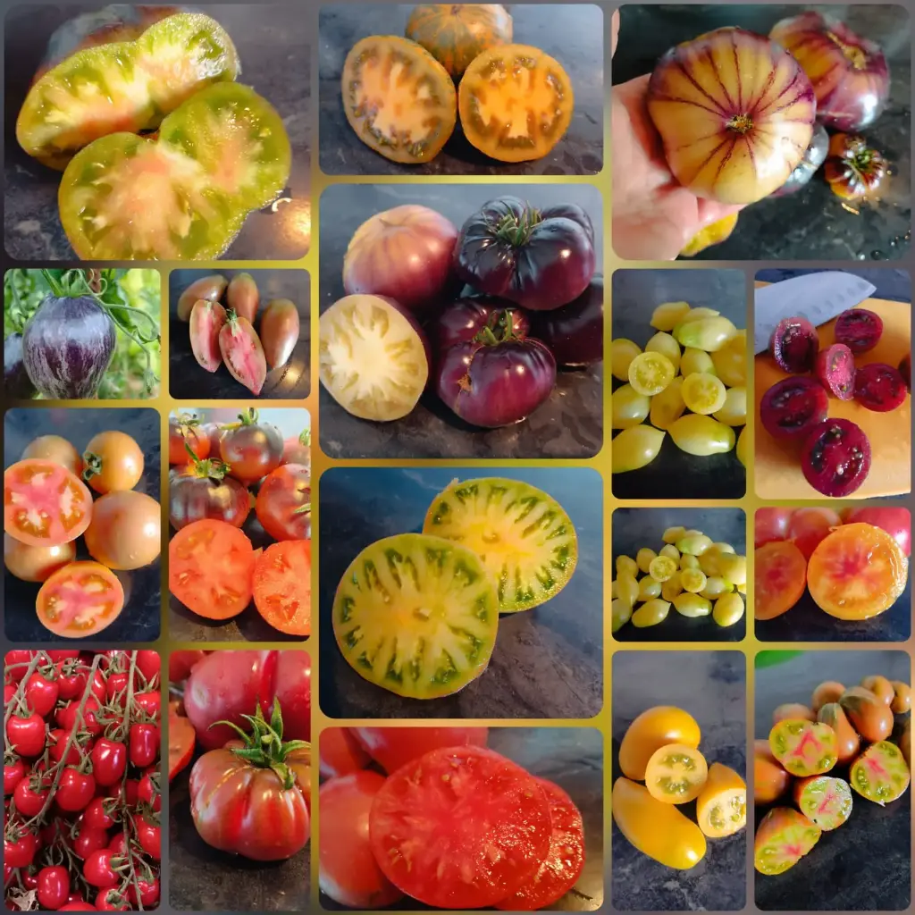 Kleine Tomaten-Wundertüte (5 Sorten)