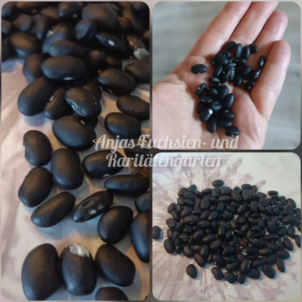 Reiserbohne 'Budapest'