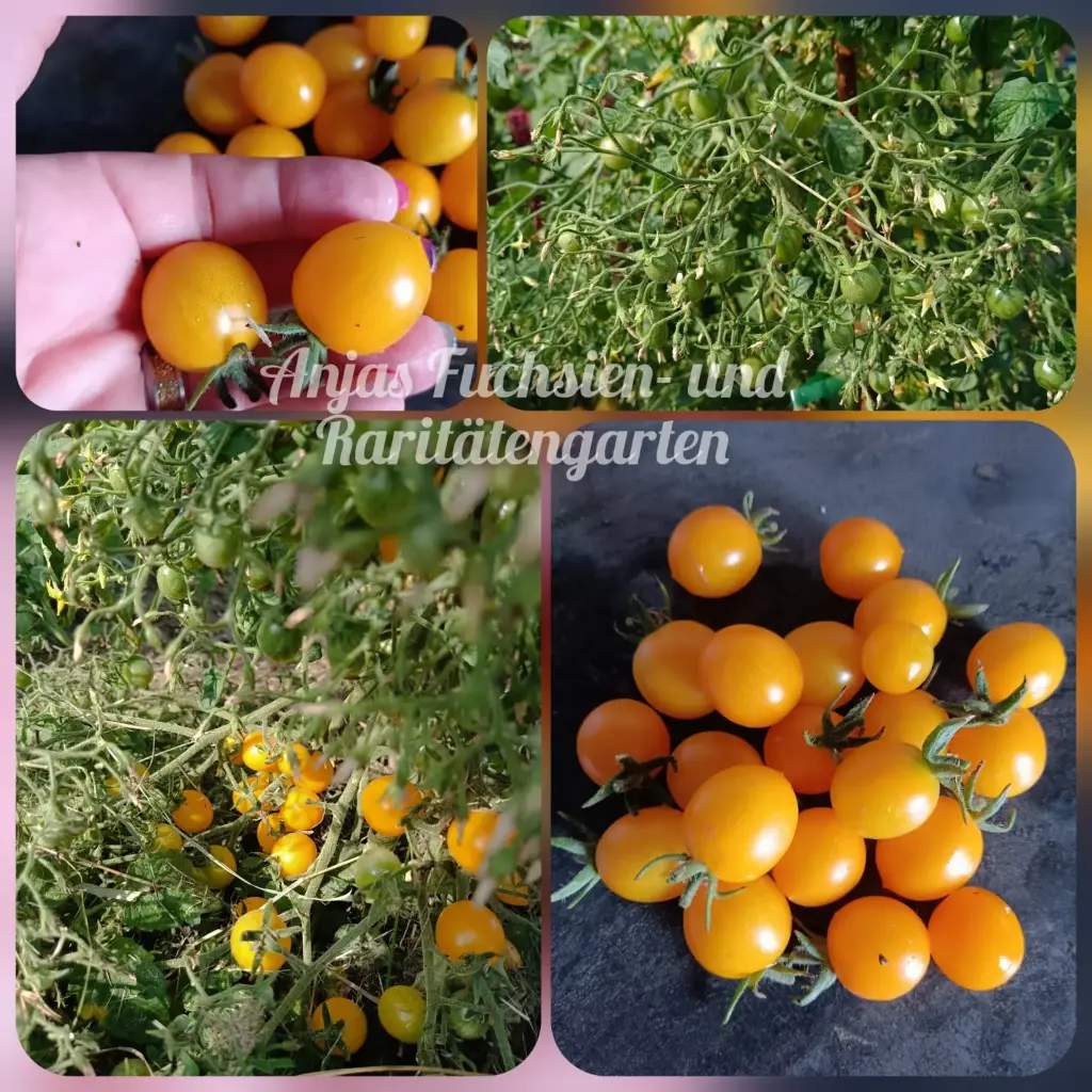 Tomate 'Blondköpfchen'