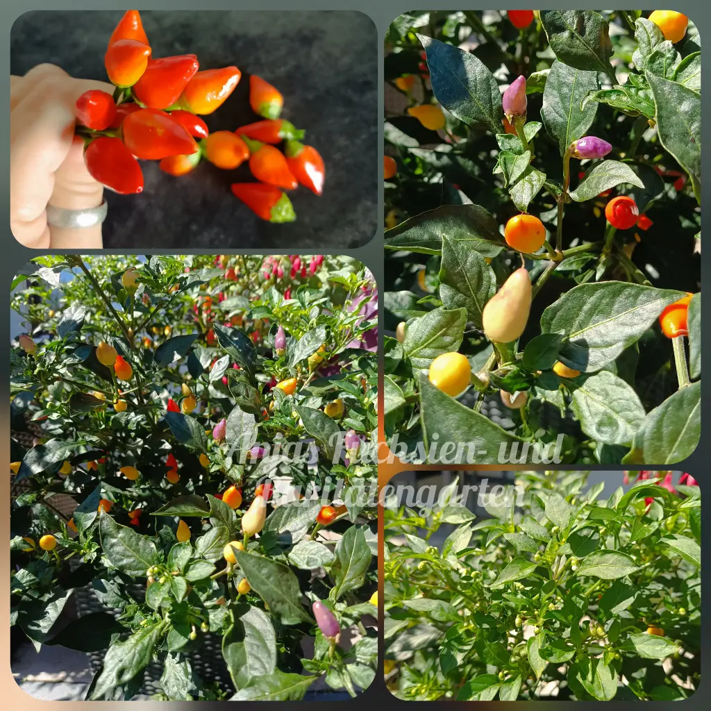 Chili 'Anjas Lila Mini' | Anjas Fuchsien- und Raritätengarten