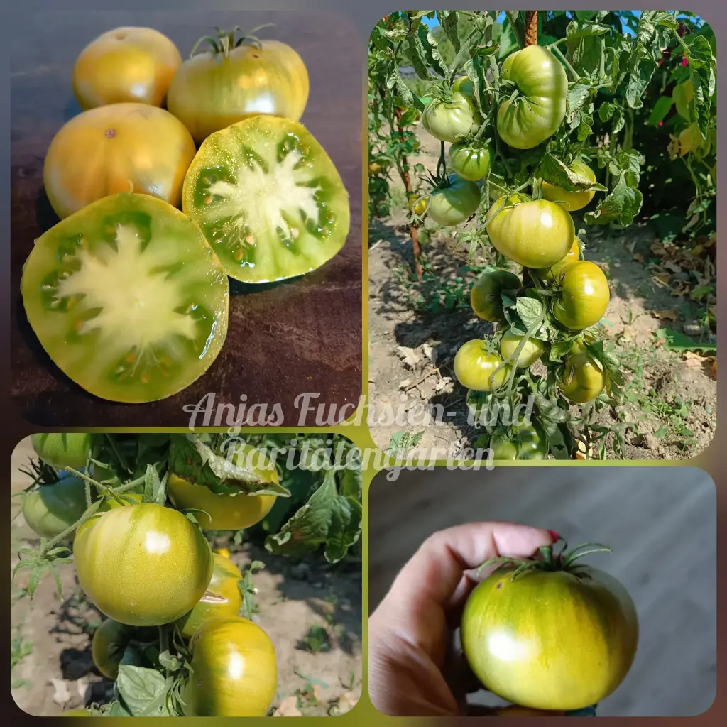 Tomate 'Blasphemous Rumors (Depeche Mode)'