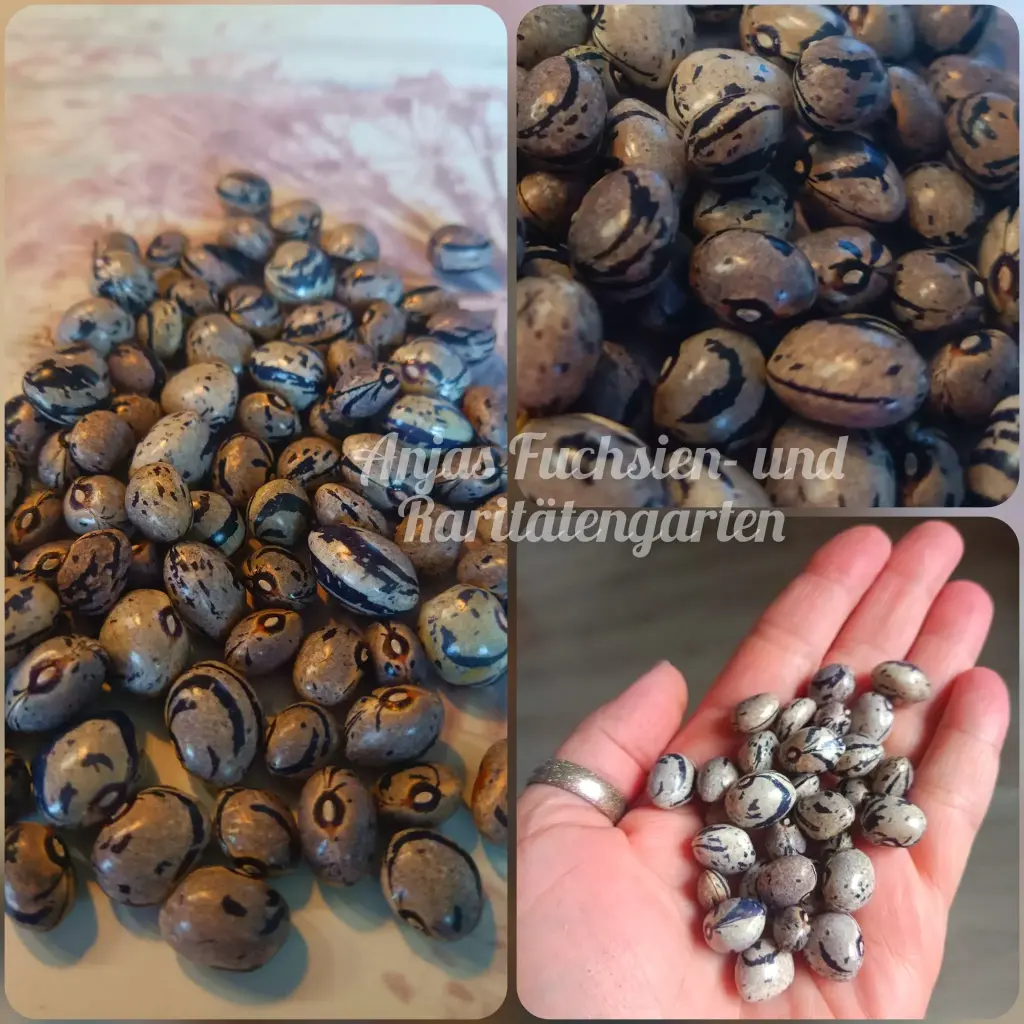 Stangenbohne 'Cranberry Flieder'