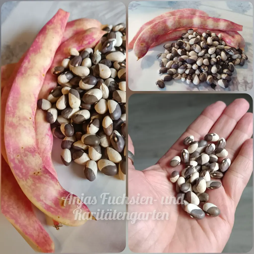 Stangenbohne 'Kroatische Stange'