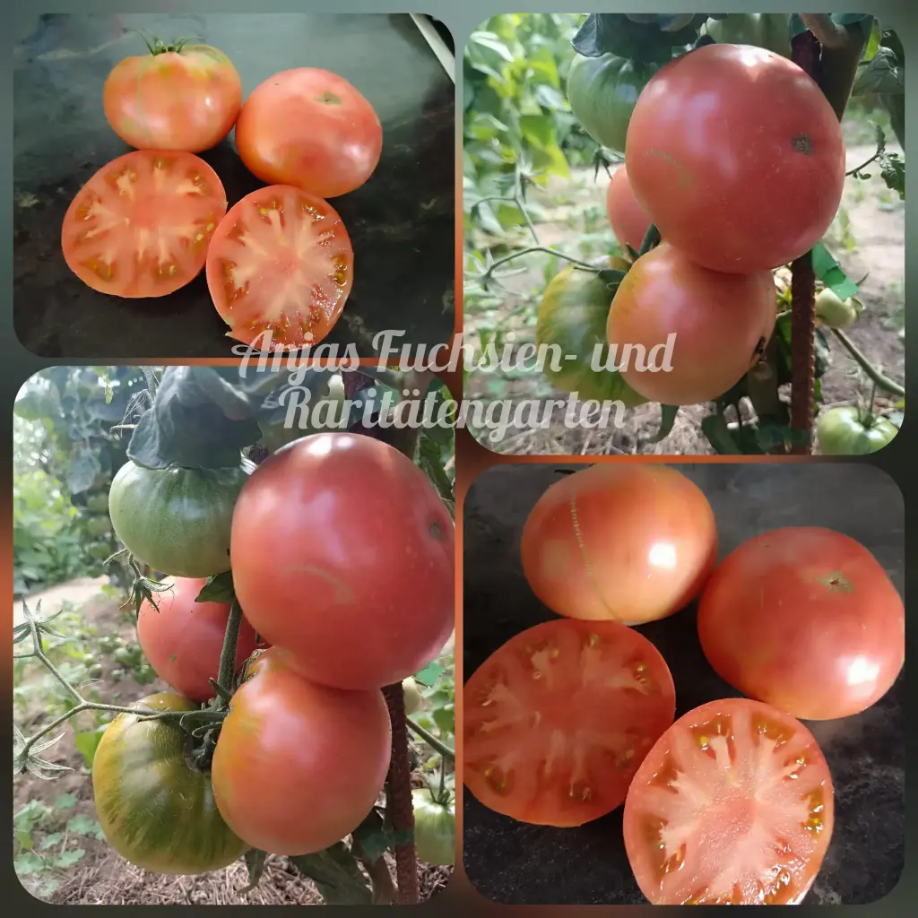 Tomate 'Jarson 35'