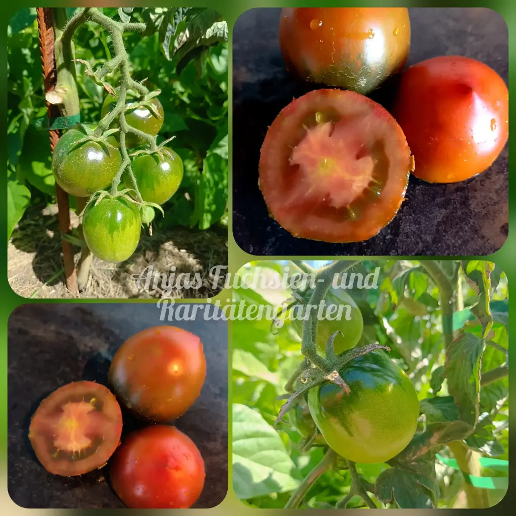 Tomate 'Paul Robson'