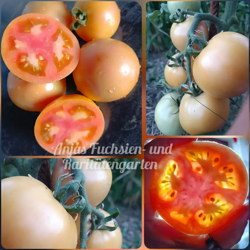 Tomate 'Winterkeeper'