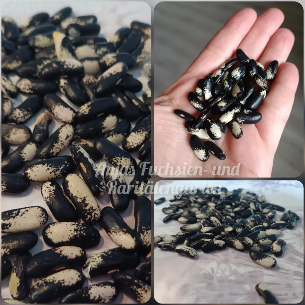 Buschbohne 'Elsterbohne'